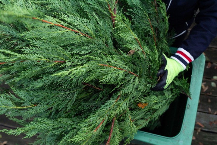 Ilustračné foto - vianočný stromček